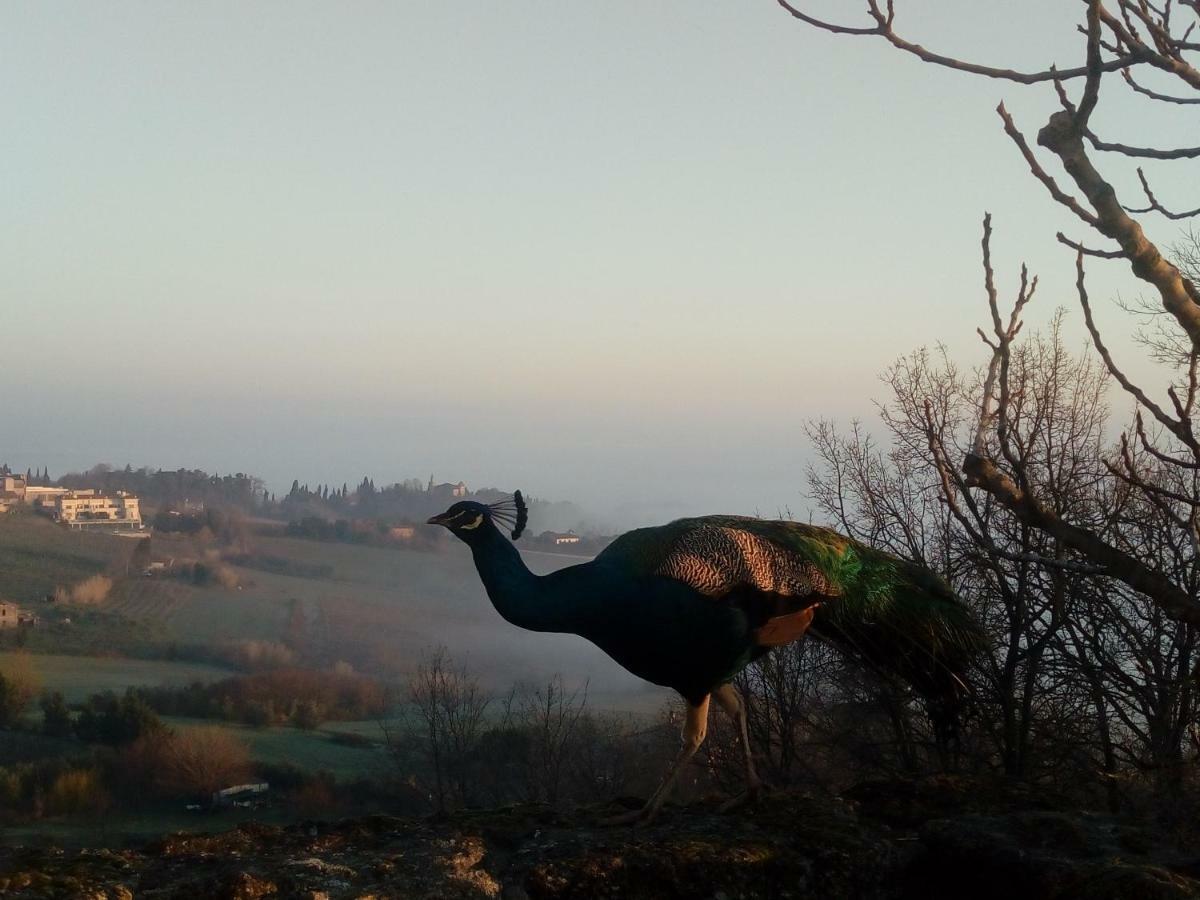 La Cana Dolce Bertinoro Dış mekan fotoğraf